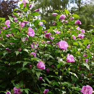 Hibiscus Tahiti Shrub